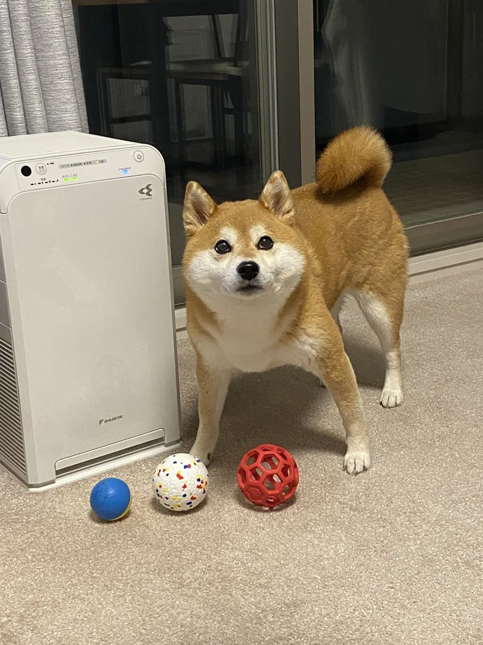 「どれで遊ぶ？」ひるねちゃんお気に入りのボールを披露▶ひるねちゃんがみちみち？！（⇒次へ）