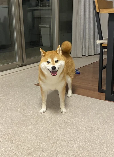 「ぽっこんぴんちゃん」と呼んでも振り返るキュートなひるねちゃん▶ひるねちゃんご機嫌MAX！そのワケは…？（⇒次へ）