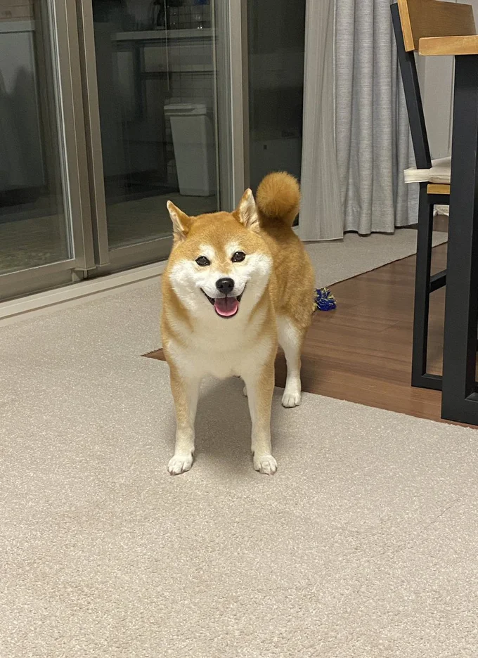 「ぽっこんぴんちゃん」と呼んでも振り返るキュートなひるねちゃん▶ひるねちゃんご機嫌MAX！そのワケは…？（⇒次へ）