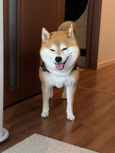 目を細めて笑うひるねちゃんも可愛らしいです！▶ひるねちゃんが吸い込まれる？！（⇒次へ）