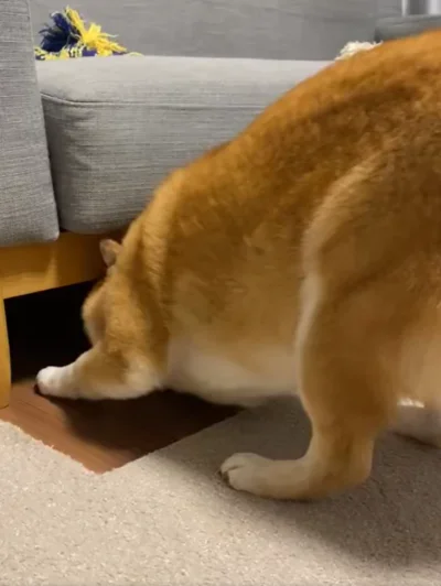 狭いソファの下に頭を入れて…▶吸い込まれていくひるねちゃんその②（⇒次へ）