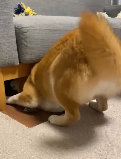 首を突っ込む…！▶吸い込まれていくひるねちゃんその③（⇒次へ）