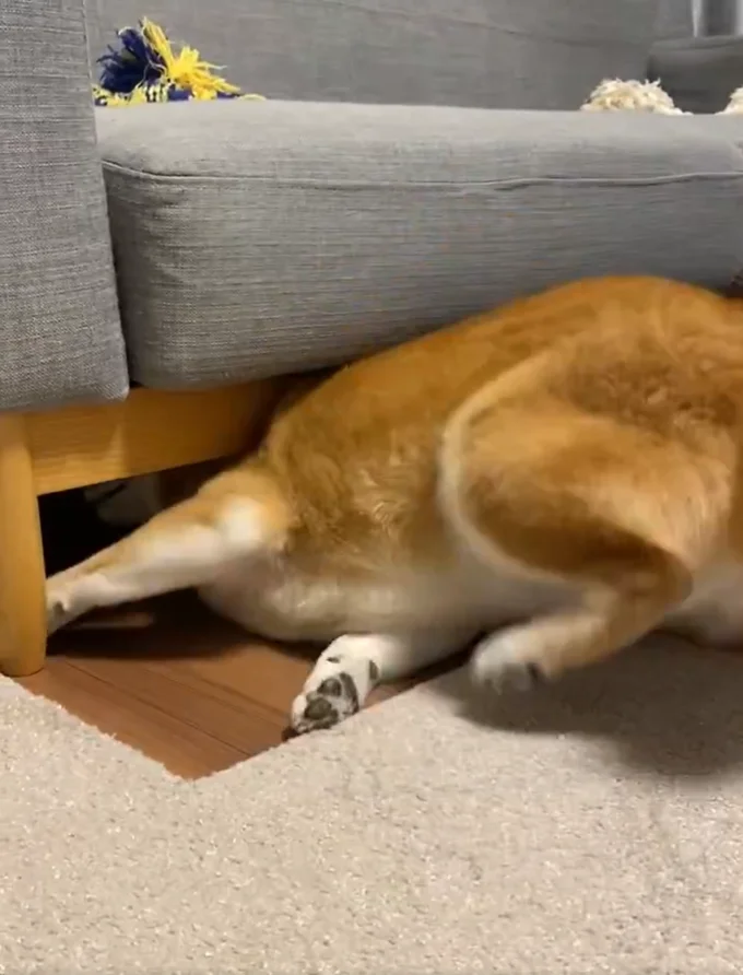 諦めるかと思いきや…▶吸い込まれていくひるねちゃんその④（⇒次へ）