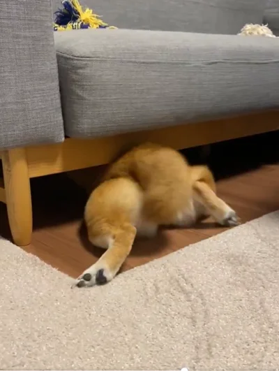 残るはおしりだけ…！▶吸い込まれていくひるねちゃんその⑦（⇒次へ）