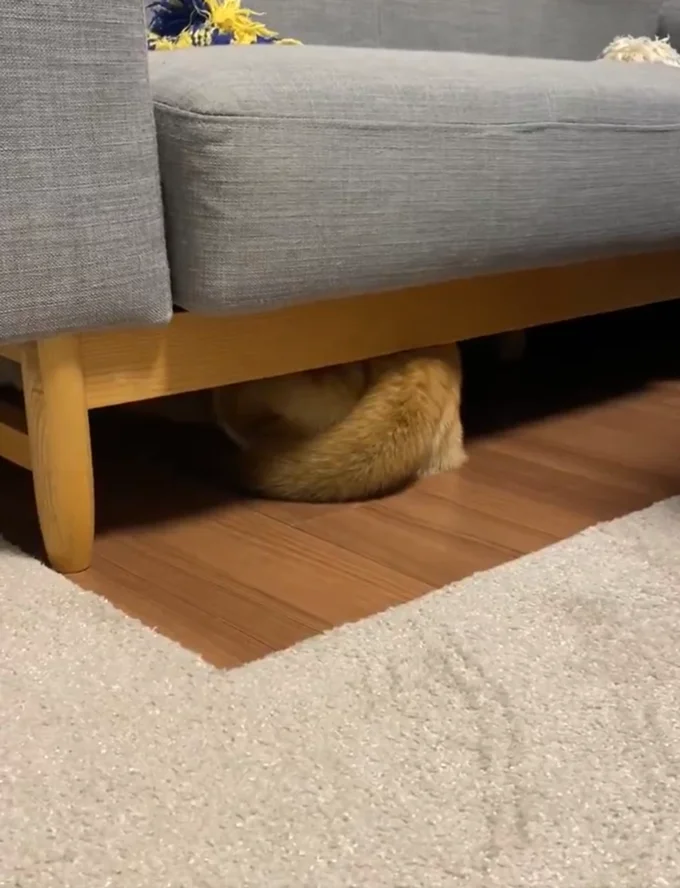 お見事！ソファの下にすっぽり入りました！！▶ひるねちゃんの"愛しい痕跡"とは？（⇒次へ）
