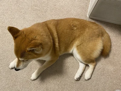 「愛しいカイカイの痕跡」飼い主さんの愛情深さを感じます▶ひるねちゃんの背中に残った痕跡（⇒次へ） 