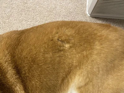 ひるねちゃんからの小さなサイン▶お散歩の終盤でまさかの…（⇒次へ）