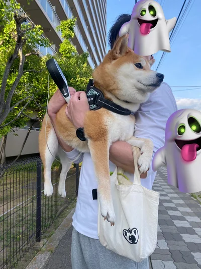 飼い主さんに抱っこされるひるねちゃん。ピンとした後ろ足が可愛いです！▶聞き逃さないのは容器の音だけではなかった！（⇒次へ）