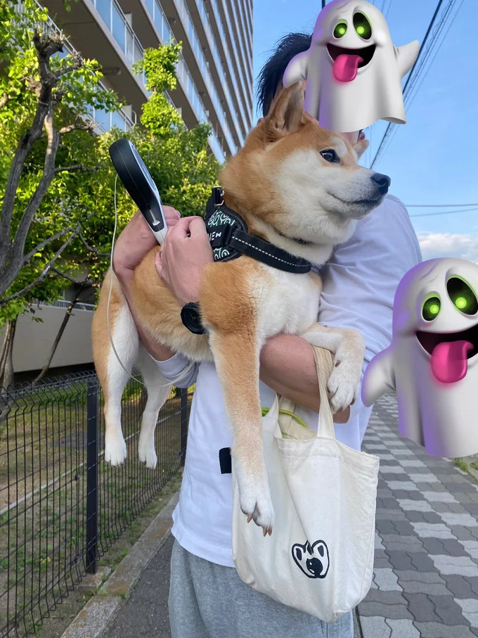 飼い主さんに抱っこされるひるねちゃん。ピンとした後ろ足が可愛いです！▶聞き逃さないのは容器の音だけではなかった！（⇒次へ）