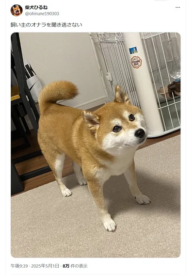じーっと飼い主さんを見つめるその姿もキュートです▶（⇒次画像から、SNSで大バズ！マイペースで自由奔放な柴犬ぽんちゃんの日常を描いた、犬山スケッチさんによる『柴犬ぽんちゃん、今日もわが道を行く』が読めます）