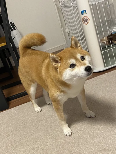 飼い主さんのオナラを聞き逃さないひるねちゃん（笑）▶オナラの音をキャッチした時のひるねちゃんのポストはこちら（⇒次へ）