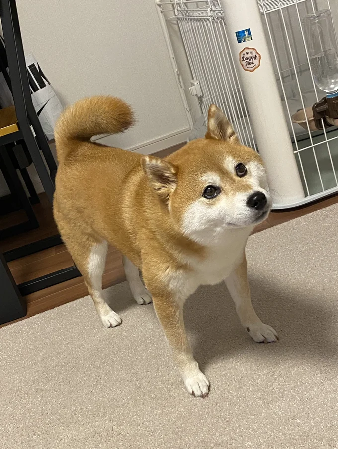 飼い主さんのオナラを聞き逃さないひるねちゃん（笑）▶オナラの音をキャッチした時のひるねちゃんのポストはこちら（⇒次へ）