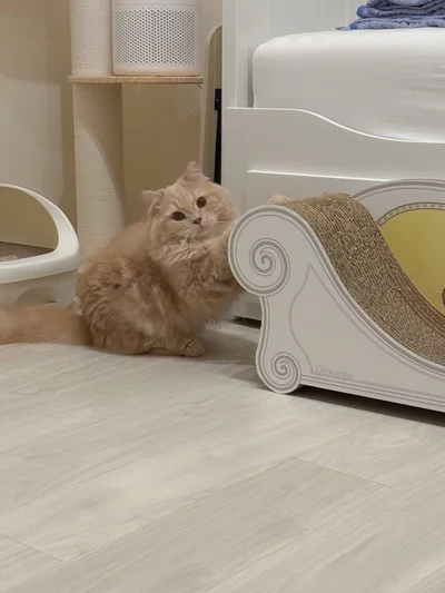 ChatGPTによると「飼い主の帰宅で爆上がりしたテンションを落ち着かせてる」とのこと！可愛すぎる！▶飼い主さんが帰宅すると（⇒次へ）