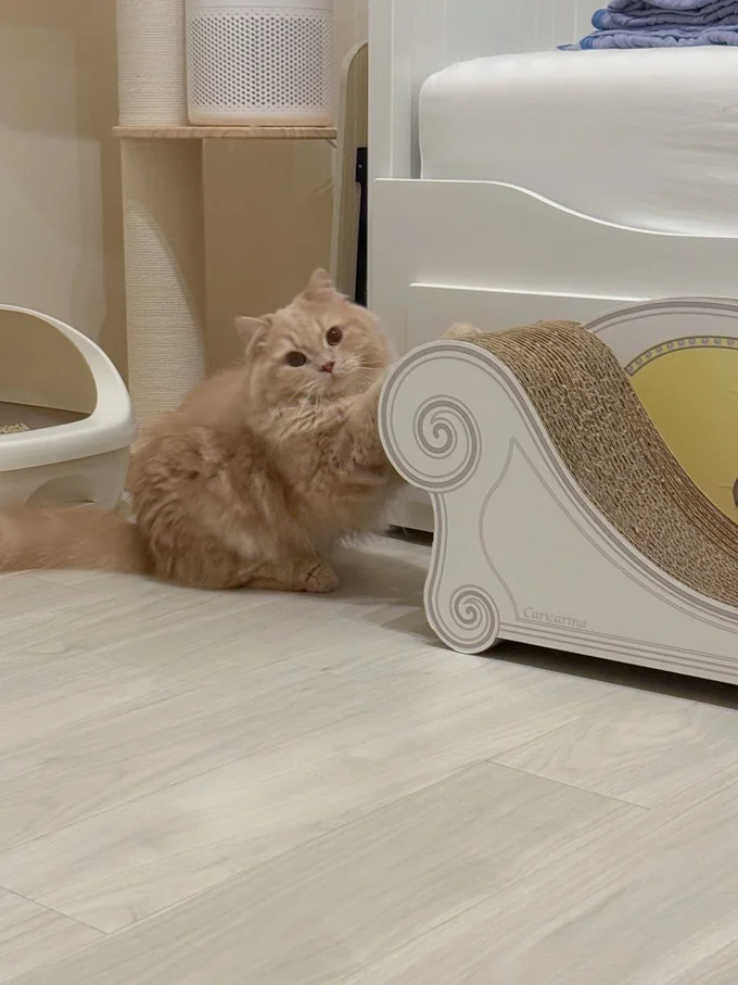 ChatGPTによると「飼い主の帰宅で爆上がりしたテンションを落ち着かせてる」とのこと！可愛すぎる！▶飼い主さんが帰宅すると（⇒次へ）