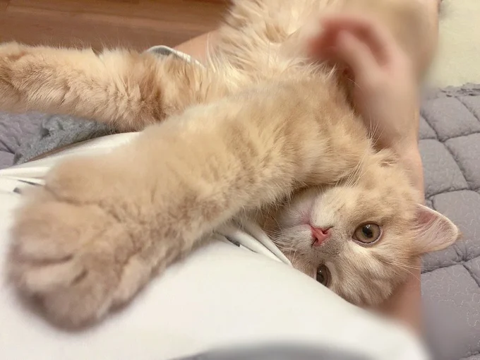 ずーっとこんな状態の日も！こんなことされたら和むしかないですね！▶どんな角度から見ても（⇒次へ）