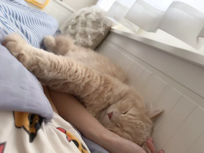 飼い主さんにぎゅっとくっついて寝てくれるそう▶起きているときも（⇒次へ）