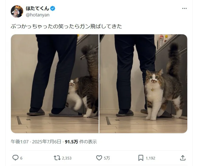 ハプニングに思わず笑ってしまった飼い主さんに向けた鋭い視線…▶ほたてくんハプニングの瞬間!(⇒次へ)