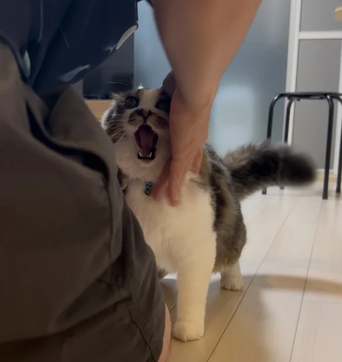 すね毛が許せないほたてくん▶飼い主さんにとっても謎の行動(⇒次へ)