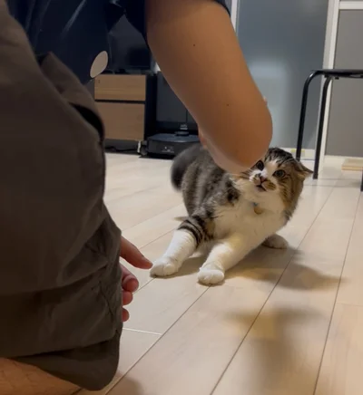 なぜかすね毛が癪にさわるようです…（笑）▶すね毛にブチ切れているほたてくんのポストはこちら（⇒次へ）