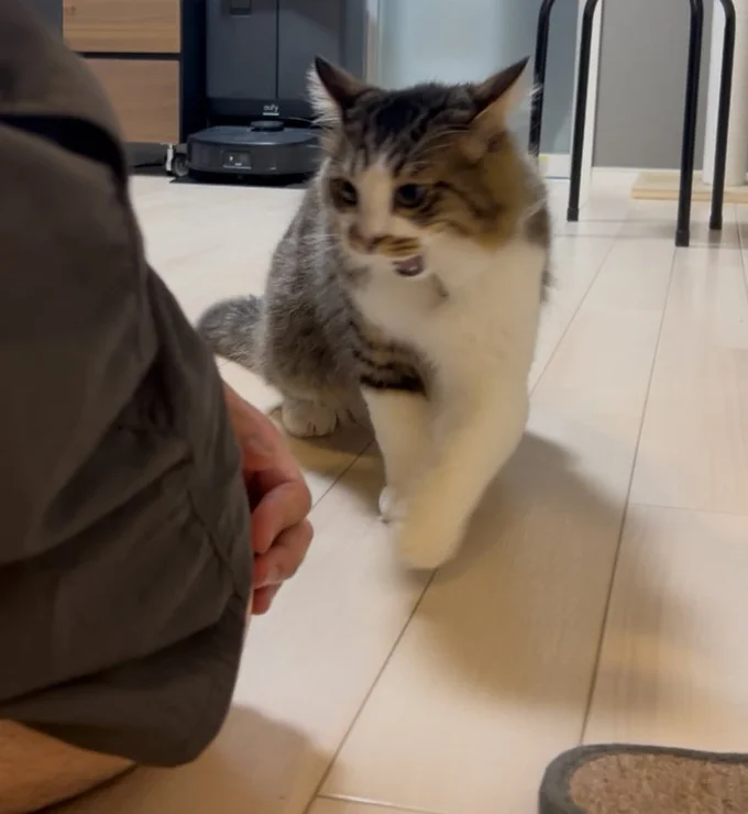 すね毛をガード！それを見つめるほたてくん。ほたてくんの勝利？！▶我慢してえらい！（⇒次へ）
