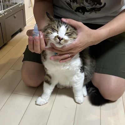 目薬を我慢するほたてくん▶こんなに大きくなりました！（⇒次へ）