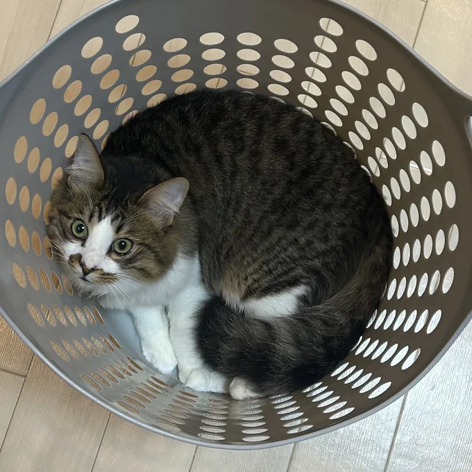 かごにフィットするくらい成長しました！▶実は甘えん坊のほたてくん（⇒次へ）