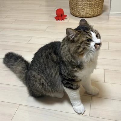 ほたてくん、撫でてほしいときはチラチラ見てくるそう▶ご飯を食べるときはちょっとうるさめ？！（⇒次へ）