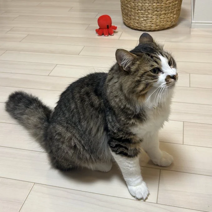 ほたてくん、撫でてほしいときはチラチラ見てくるそう▶ご飯を食べるときはちょっとうるさめ？！（⇒次へ）