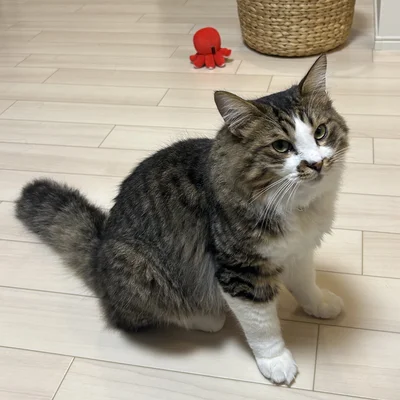 感情表現が豊かで甘えん坊の保護猫ほたてくん