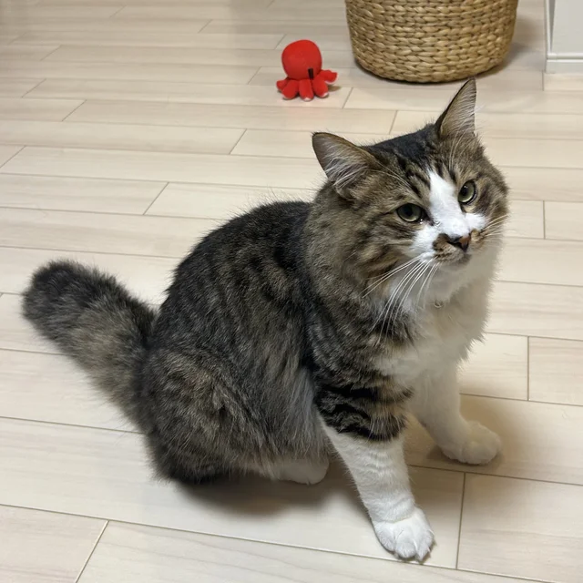 「今、笑ったニャ…？」まさかの"圧強め"な愛猫の顔に5.1万いいねの大反響