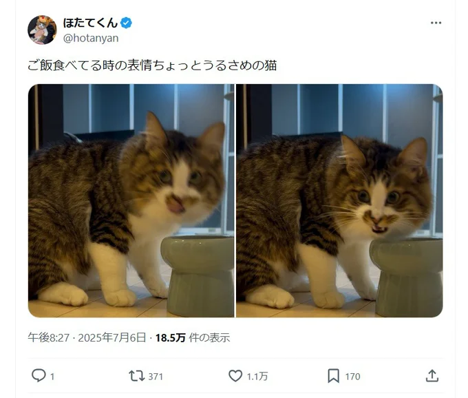 ご飯中も鋭い視線を送るほたてくん▶強気かと思えば…(⇒次へ)