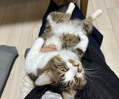 飼い主さんの膝の上から動かず甘えん坊のほたてくん▶いつでも戦闘態勢？！（⇒次へ）