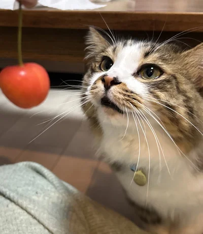 さくらんぼを目の前に口が半開き状態のほたてくん▶じっと一点を見つめるそのワケは…？（⇒次へ）