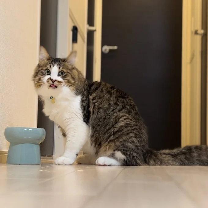 ご飯中に家族の帰宅を察知!▶「ほたてくん、しまい忘れてますよ!」(⇒次へ)