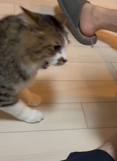 長ズボンでもすね毛が出ることに気づいてしまったほたてくん▶やっぱり癪にさわる…！（⇒次へ）