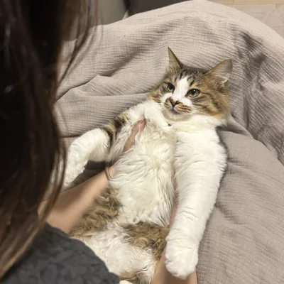 「ごめんなさいにゃん…」飼い主さんに怒られているほたてくん▶反省しているかと思いきや…？（⇒次へ）