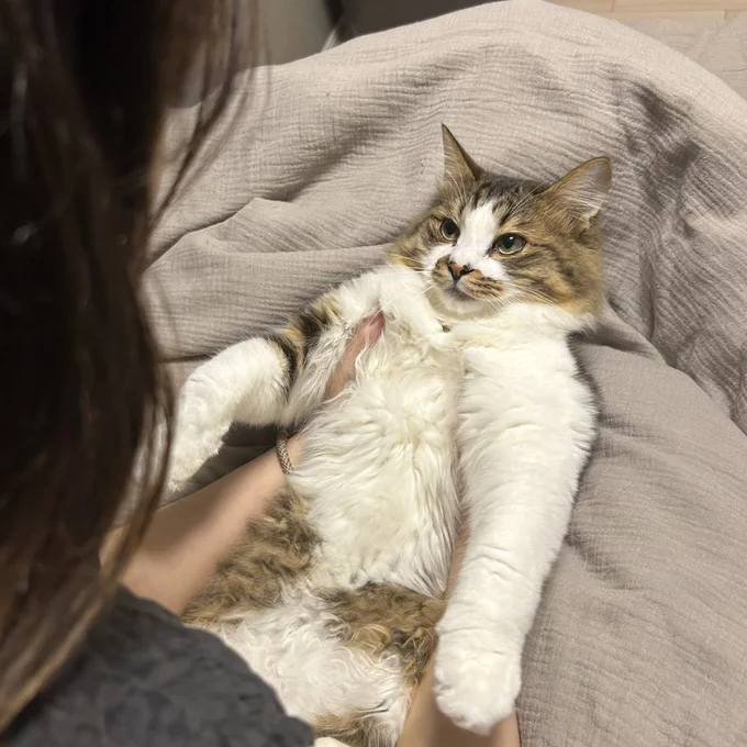 「ごめんなさいにゃん…」飼い主さんに怒られているほたてくん▶反省しているかと思いきや…？（⇒次へ）