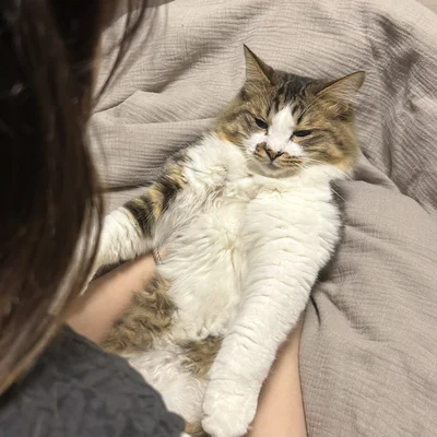 怒られてる最中に眠気とたたかうほたてくん（笑）▶（⇒次画像からSNSで大人気の漫画家・秀さんと、性格真逆な2匹の猫とのドタバタで笑える日常を描いた『レオとシロウのドタバタ猫日記』が読めます）