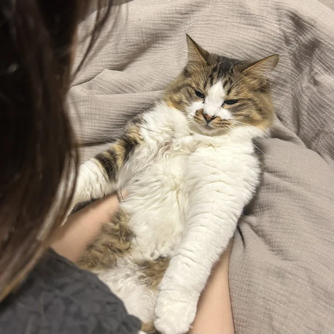 怒られてる最中に眠気とたたかうほたてくん（笑）▶（⇒次画像からSNSで大人気の漫画家・秀さんと、性格真逆な2匹の猫とのドタバタで笑える日常を描いた『レオとシロウのドタバタ猫日記』が読めます）
