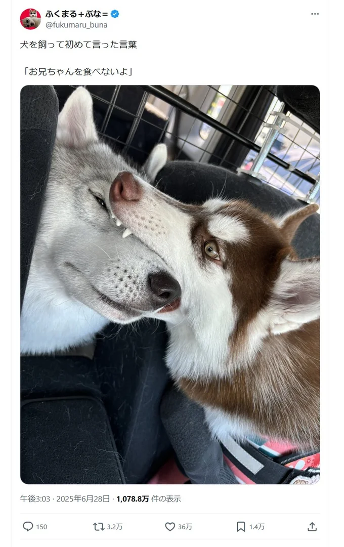 36万いいね!を集めたポスト▶犬を飼って初めて言った言葉(⇒次へ)