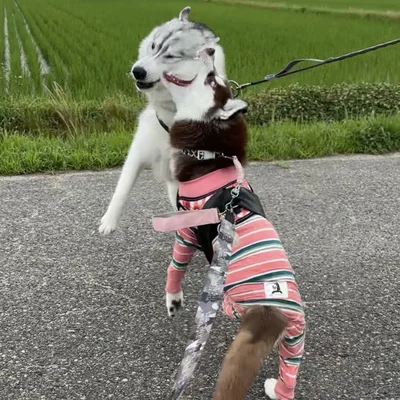 やっぱりお兄ちゃんにガブリ▶「お兄ちゃんを食べないよ」以外にも飼い主さんがよく言う言葉があります（⇒次へ）