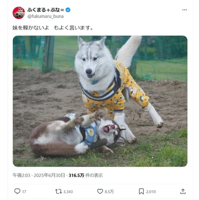 「妹を轢かないよ」▶衝突寸前！！（⇒次へ）