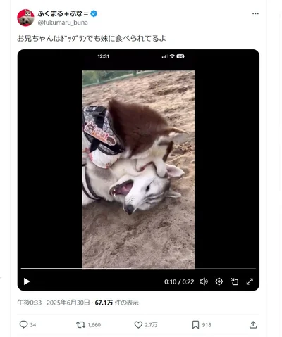 ドッグランでも妹に食べられるふくまるくん▶いろんな角度からお兄ちゃんをあむあむ（⇒次へ）
