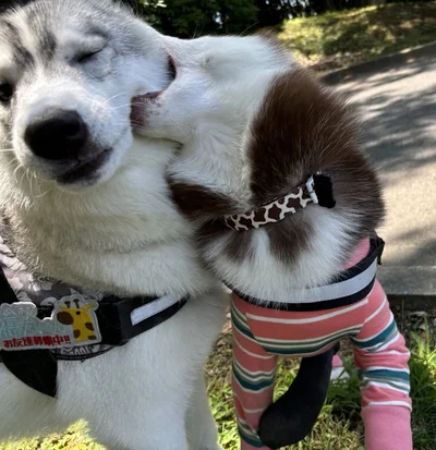 「だからお兄ちゃんを食べないよ」▶（⇒次画像からは元野良猫と保護犬、2匹の日々を描いたやさしい気持ちになれるマンガ『ターとアグのしあわせ日和 元ノラ猫と元保護犬、ふたりは親友』が読めます！）
