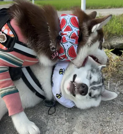 ふくまるくんの表情がたまりません▶お兄ちゃんにはどこかうれしそうな気配すら感じられます（⇒次へ）