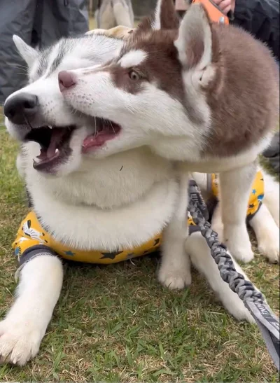 お兄ちゃんウマウマ▶表情が人気のふくまるお兄ちゃん（⇒次へ）