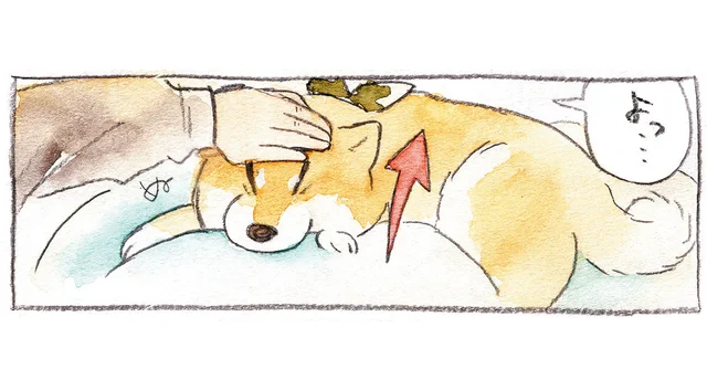 ナデナデからのグイッ！ 柴犬の表情をコントロールする飼い主