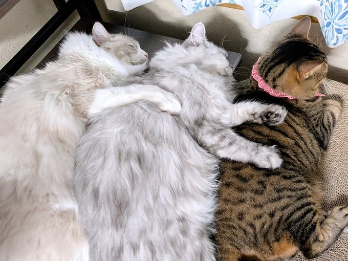 3色並んでおやすみ中▶（⇒次画像から漫画家の類さんが3匹の愛猫との暮らしを描く『しまねこ3姉妹と暮らしています 深まるきずな編』が読めます）
