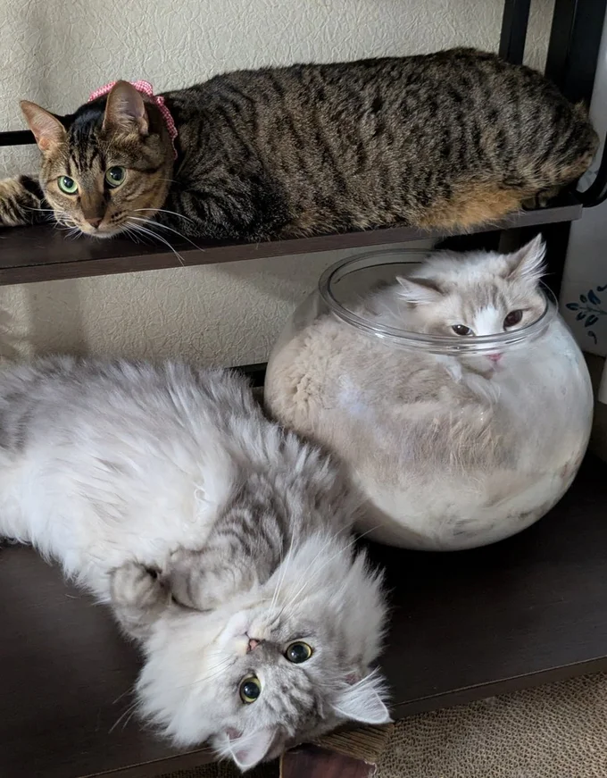 フリースタイル猫集会▶かわいい猫集会の様子（⇒次へ）
