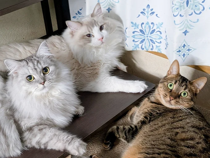 毎日行われる猫集会の様子をパシャリ▶ぴったりくっついて眠る2匹（⇒次へ）